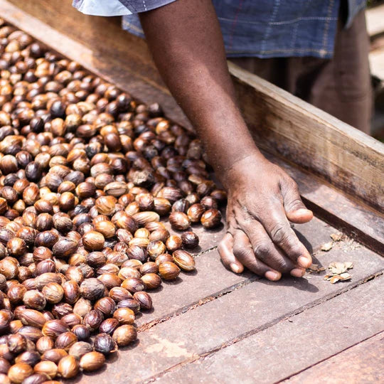 Grenada Gold Nutmeg